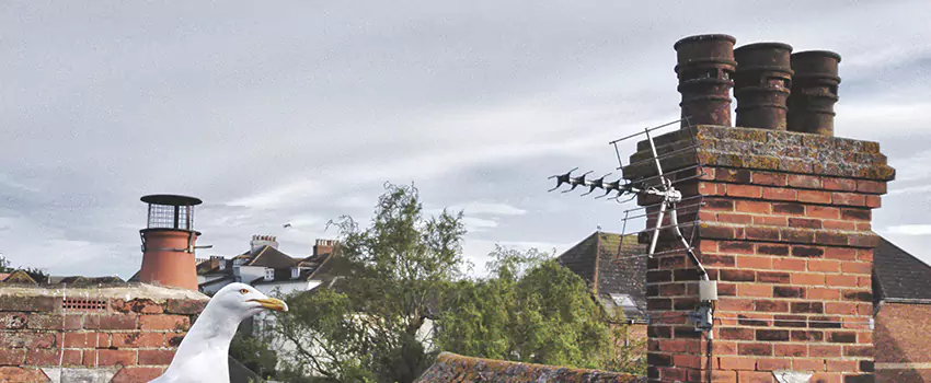 Chimney Cleaning And Restoration in Mount Clemens, Michigan